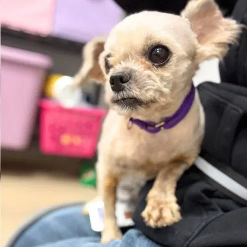 Vinny - Lhasa Apso