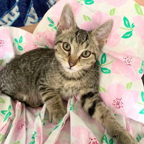 Gemini - Domestic Short Hair