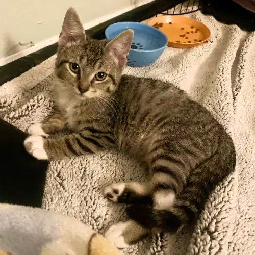 Leo - Domestic Short Hair
