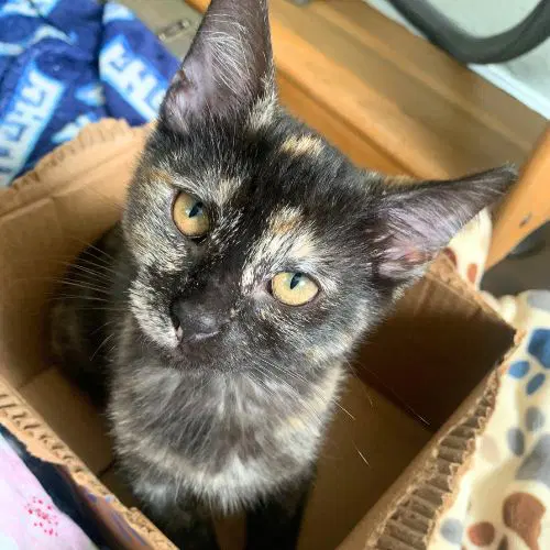 Andromeda - Domestic Short Hair