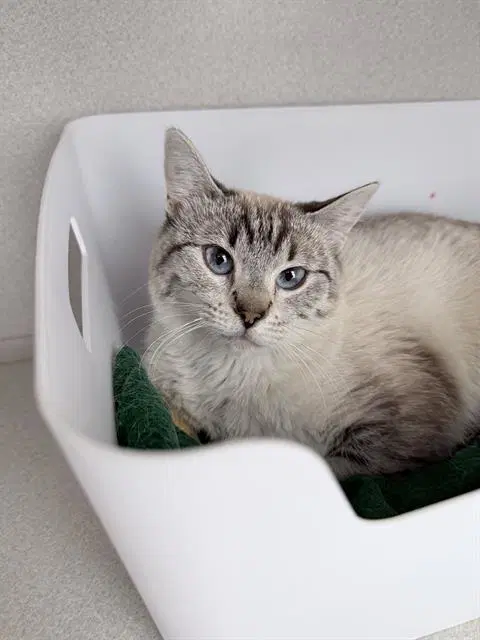 Astrid - Domestic Short Hair