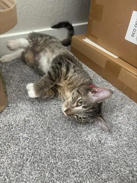 Guava - Domestic Short Hair