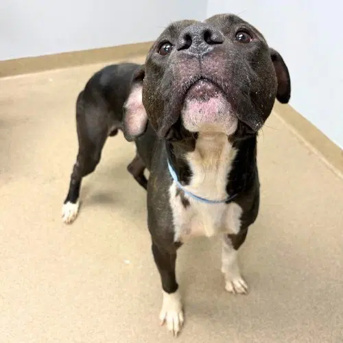 Duke - American Pit Bull Terrier