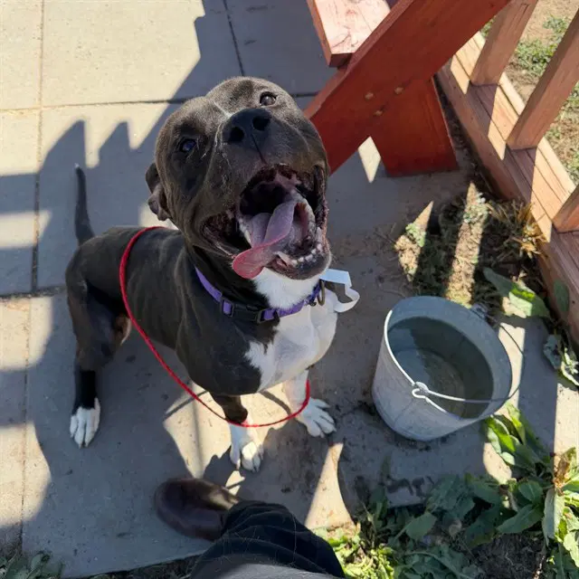 Duke - American Pit Bull Terrier