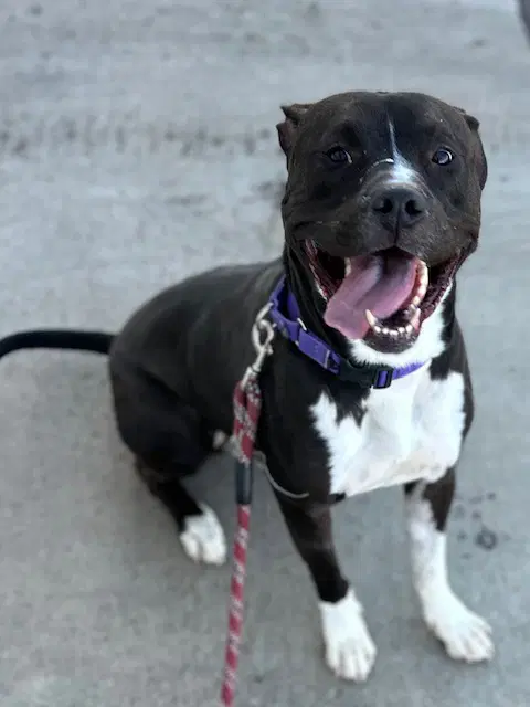 Duke - American Pit Bull Terrier