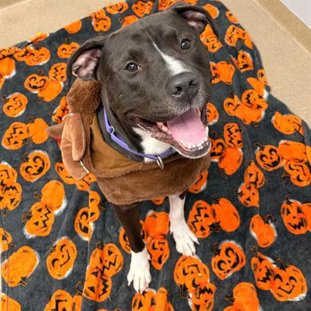 Duke - American Pit Bull Terrier