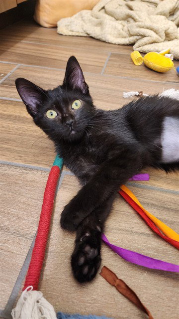 picture of the cat needing adoption