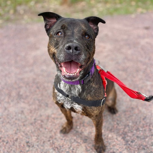 KAI WACHI, a dog for adoption from Aurora Animal Care