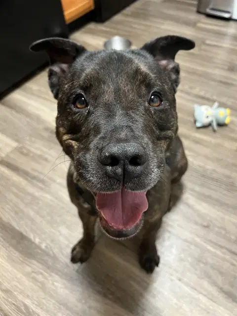 Burt - American Pit Bull Terrier