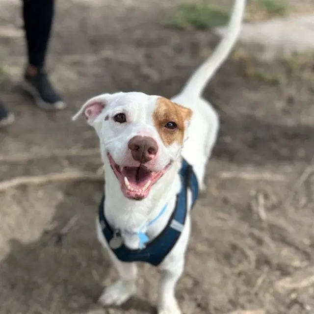 Snickers - Basset Hound