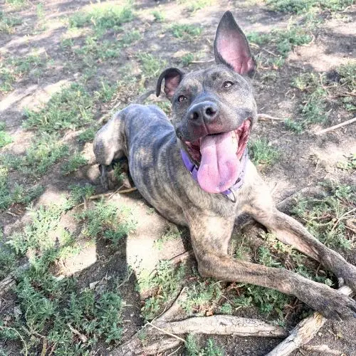 Ernie - Greyhound