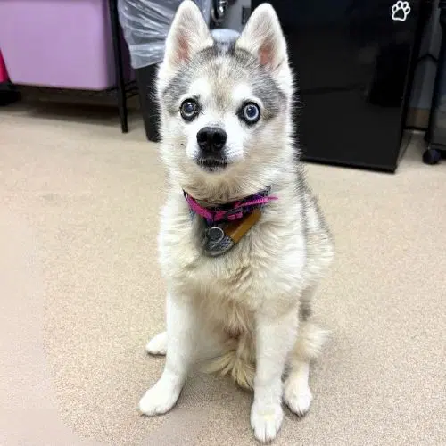 Memphis - Pomeranian