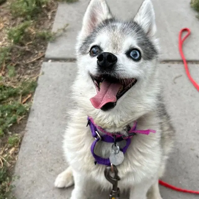 Memphis - Pomeranian