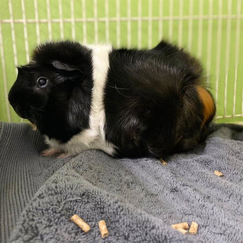 CHOCOLATE, a guinea pig for adoption from Aurora Animal Care