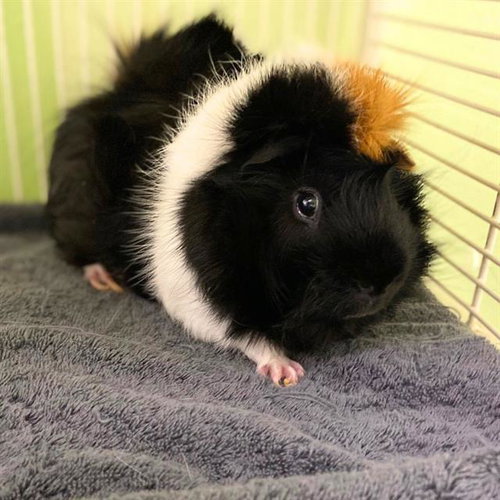CHIP, a guinea pig for adoption from Aurora Animal Care