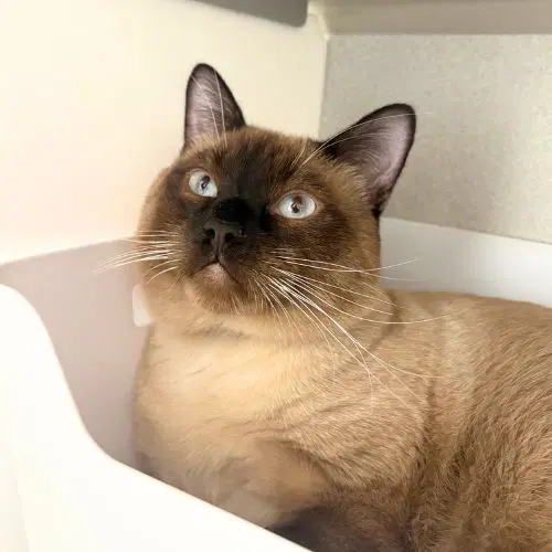 Garth - Domestic Short Hair