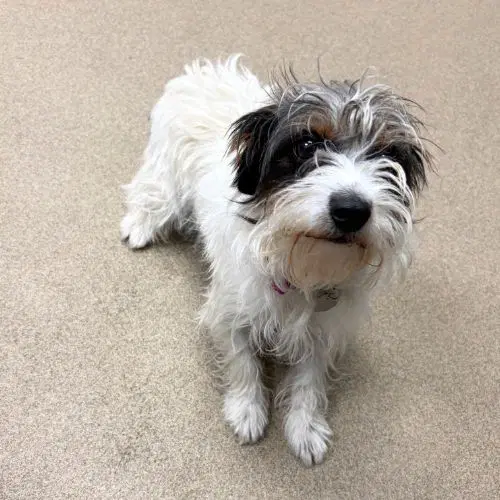 Georgia - Jack Russell Terrier (Parson Russell Terrier)