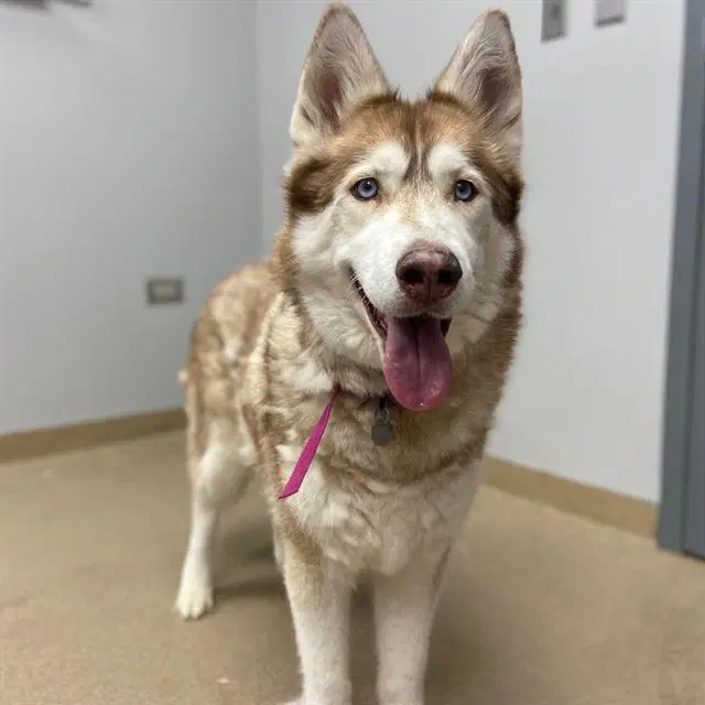 Jolene - Siberian Husky