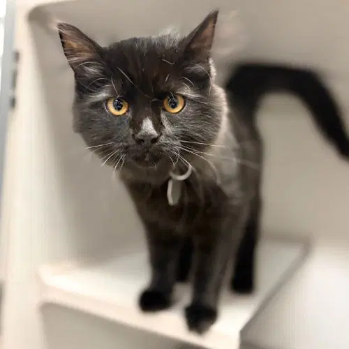Twilight - Domestic Medium Hair