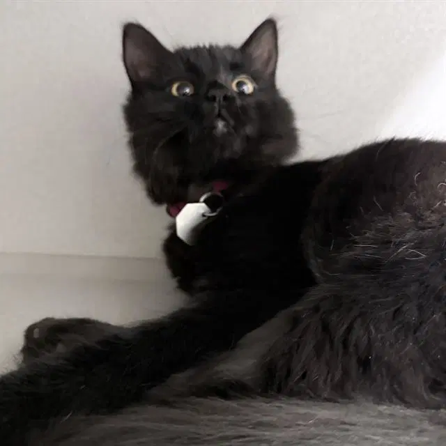 Twilight - Domestic Medium Hair