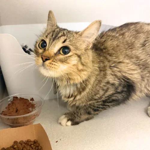 Chex Mix - Domestic Long Hair