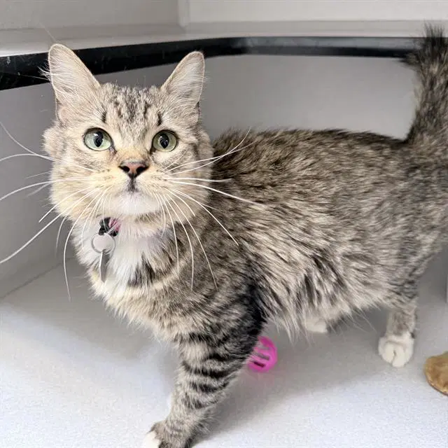 Chex Mix - Domestic Long Hair