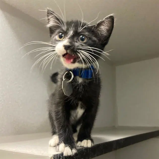Poe - Domestic Short Hair