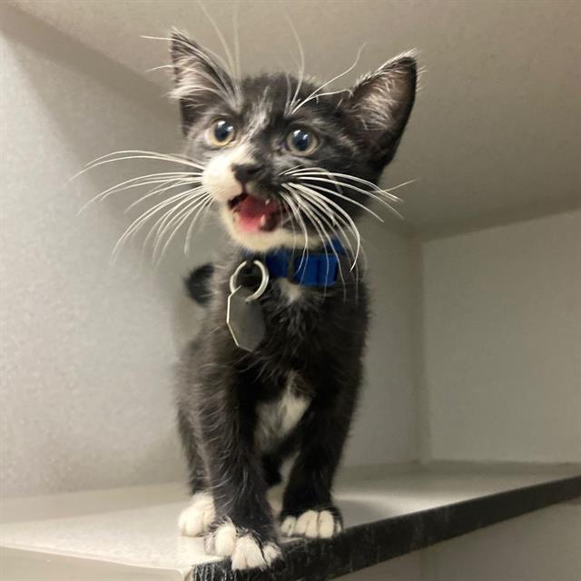 Poe