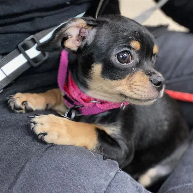 Brienne - Chihuahua