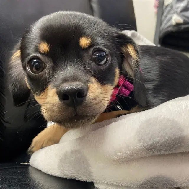 Ellaria - Chihuahua