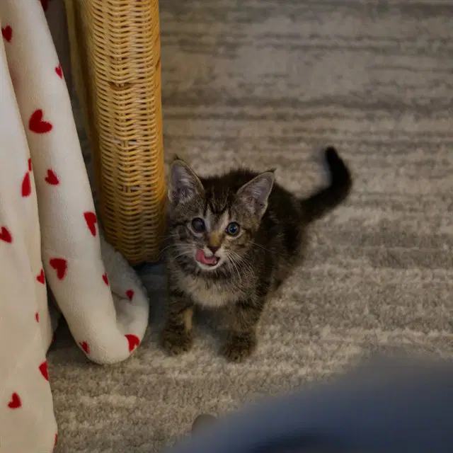 Zuko - Domestic Medium Hair