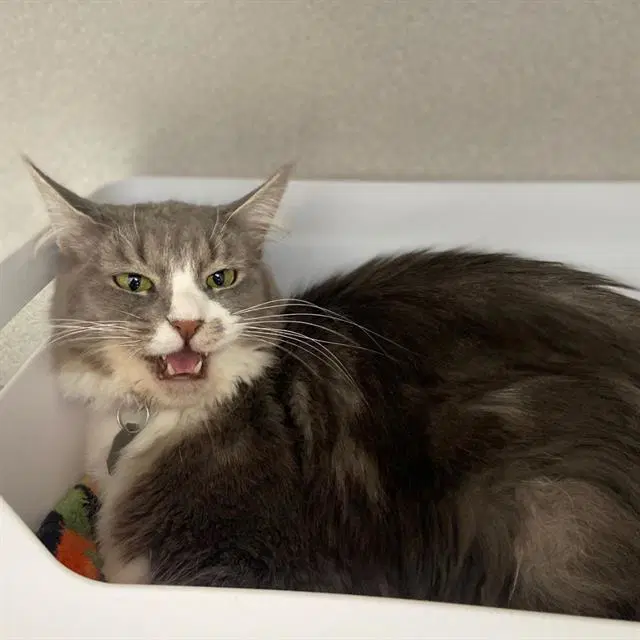 Lola - Domestic Long Hair
