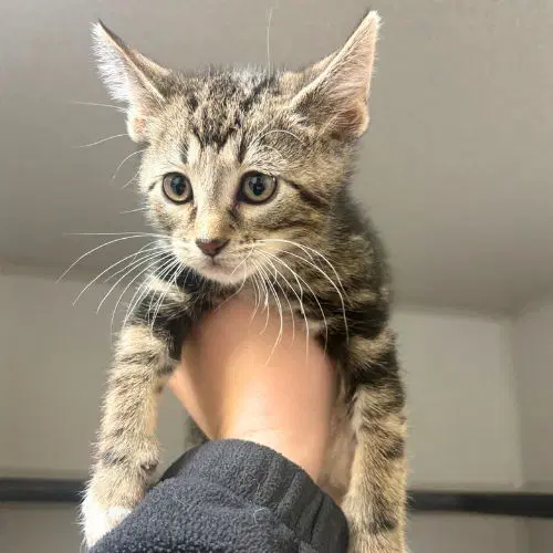 Worm - Domestic Short Hair