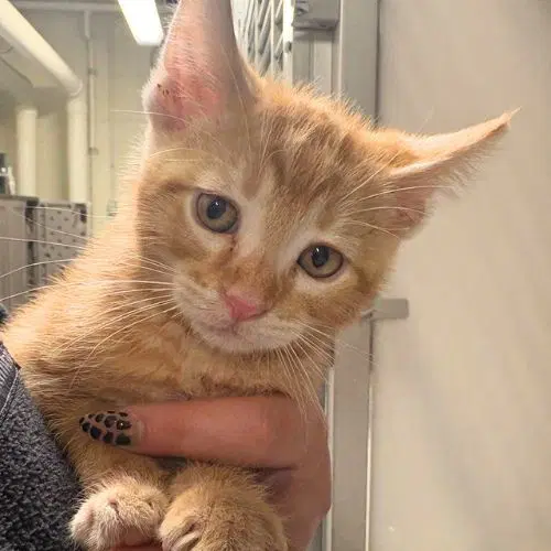 Tarzan - Domestic Short Hair