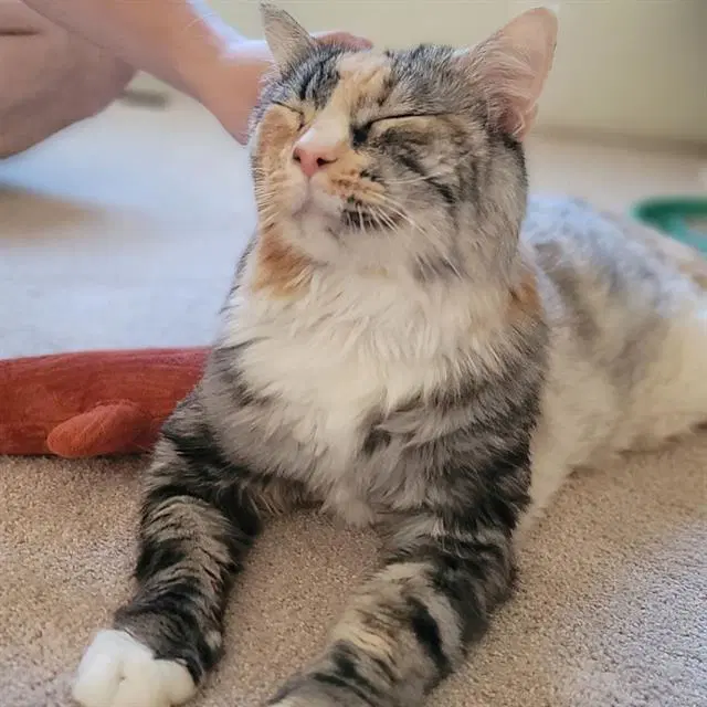 Sherbert - Domestic Medium Hair