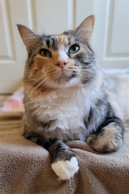 SHERBERT