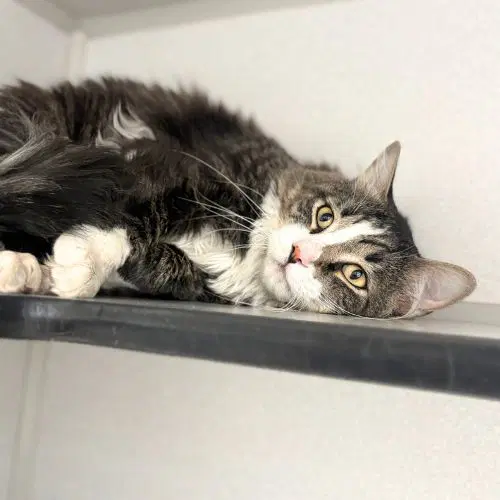 Ulysses - Domestic Long Hair