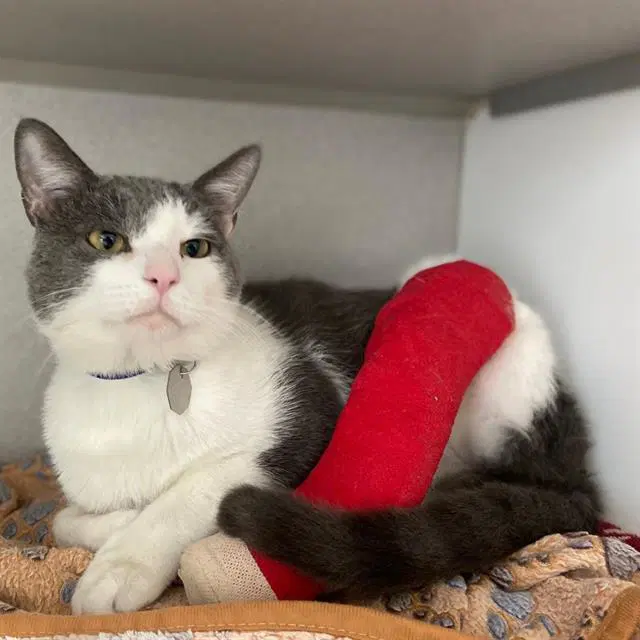Marsh - Domestic Short Hair