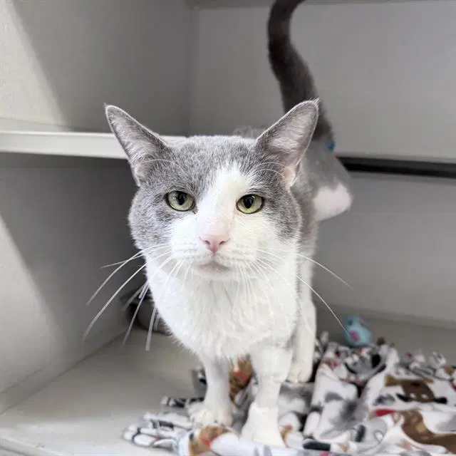 Marsh - Domestic Short Hair