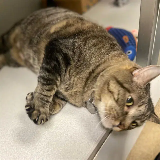 Stan - Domestic Short Hair