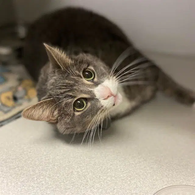 Cricket - Domestic Short Hair