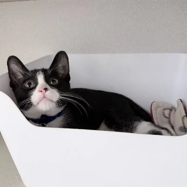 Soot - Domestic Short Hair