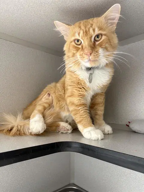 Gus - Domestic Short Hair