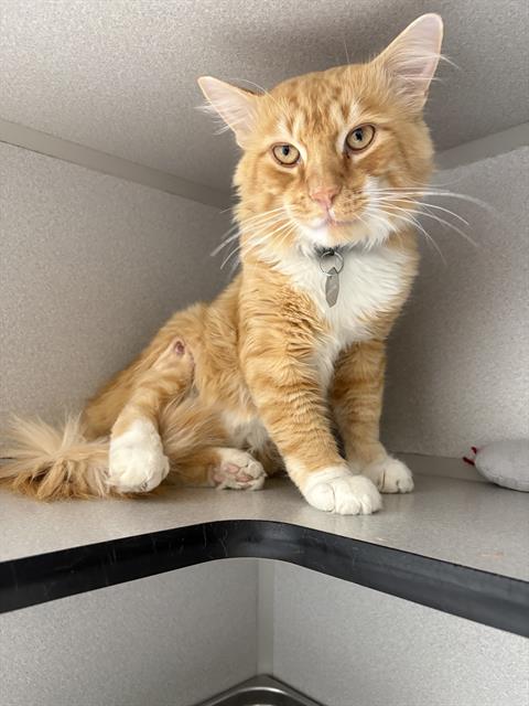 Gus
