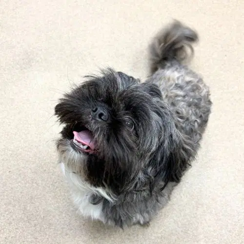 Bozzie - Shih Tzu