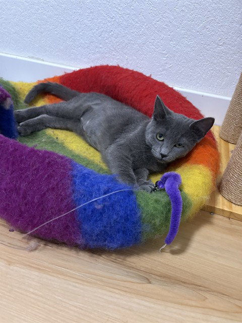 DUST BUNNY, a cat for adoption from Aurora Animal Care