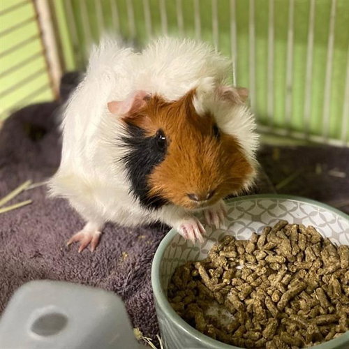 TRICK, a guinea pig for adoption from Aurora Animal Care