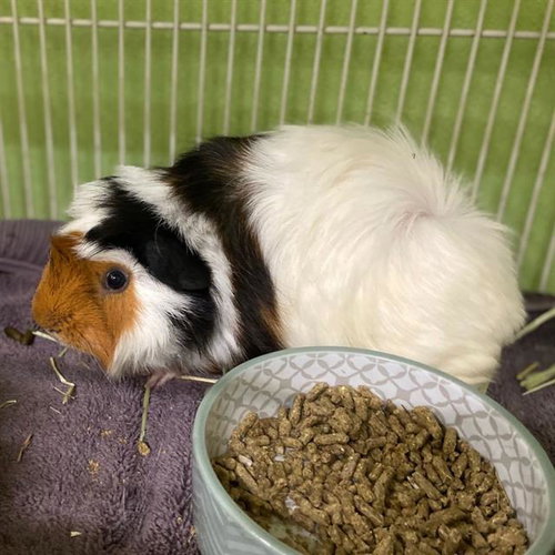 TREAT, a guinea pig for adoption from Aurora Animal Care