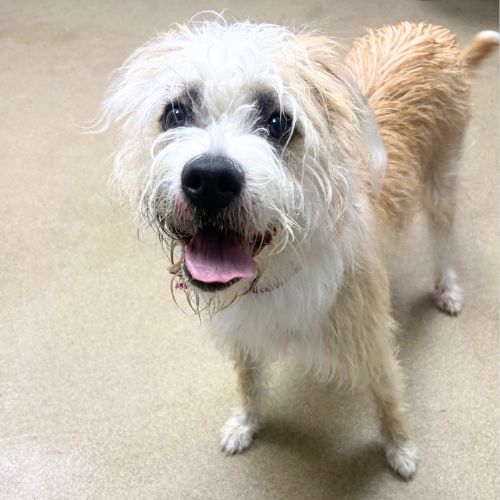 LUCILLE, a dog for adoption from Aurora Animal Care