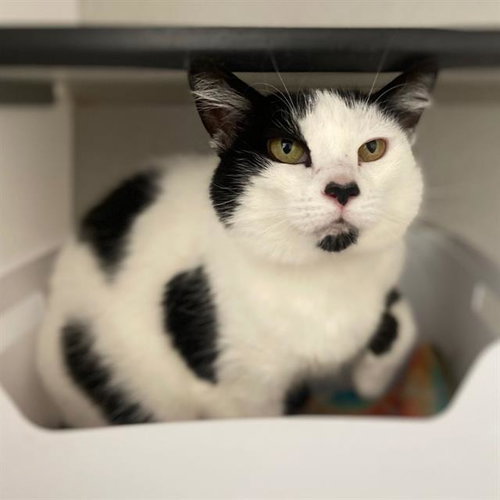 BAILEY, a cat for adoption from Aurora Animal Care